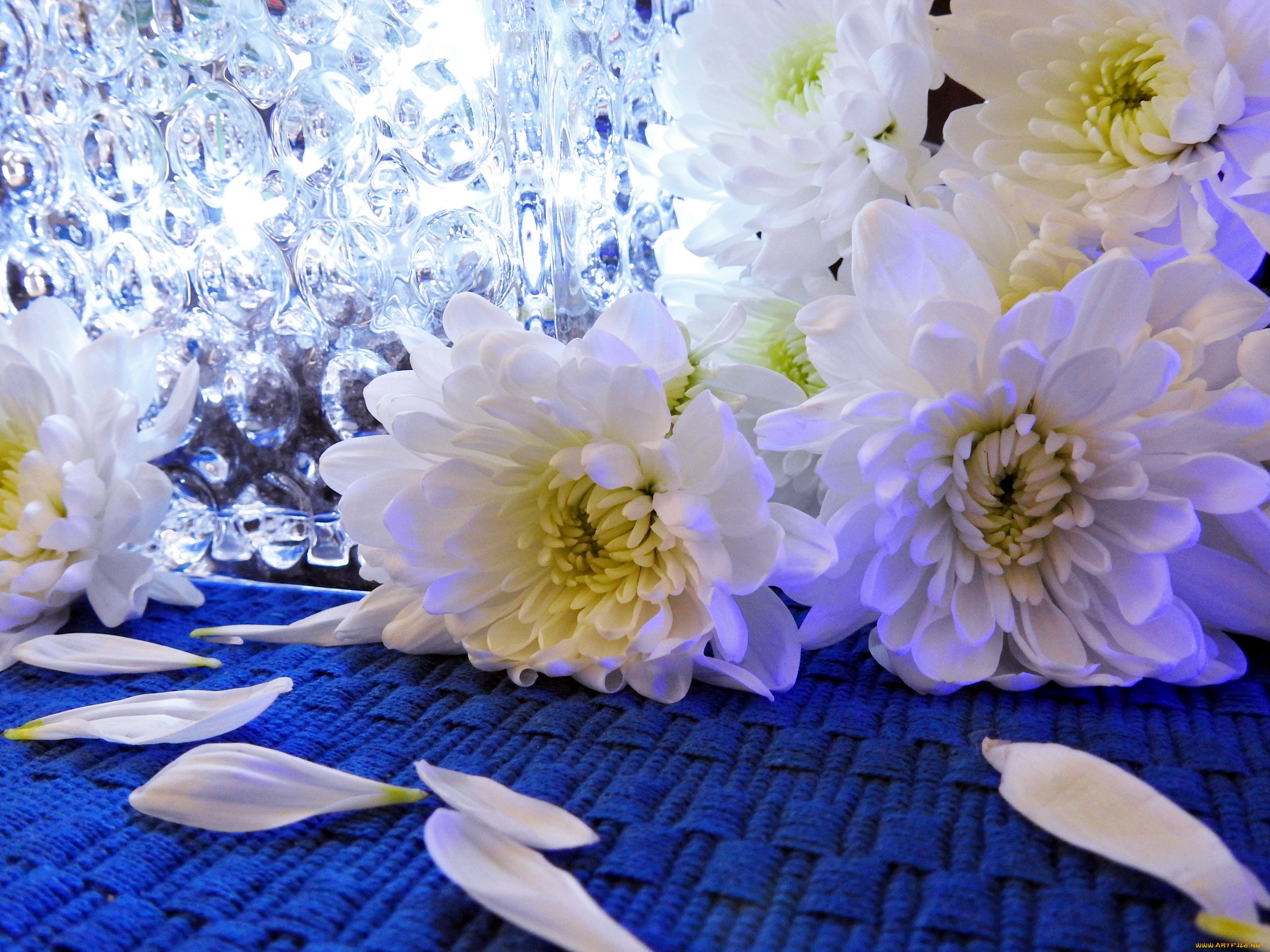 Белые хризантемы на голубом фоне